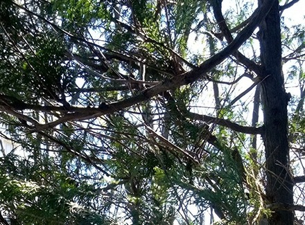 草木が伸びている戸建て