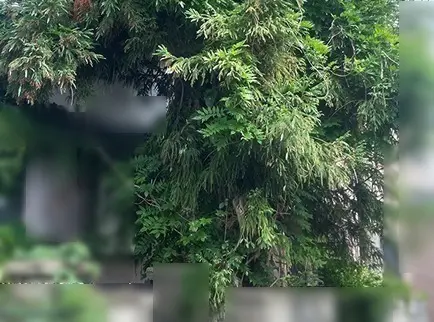 枝木が道まで伸びている状況