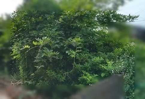 枝木が伸びた実家の光景